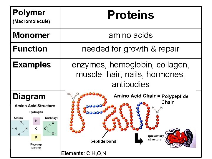 Polymer Proteins (Macromolecule) Monomer amino acids Function needed for growth & repair Examples enzymes,