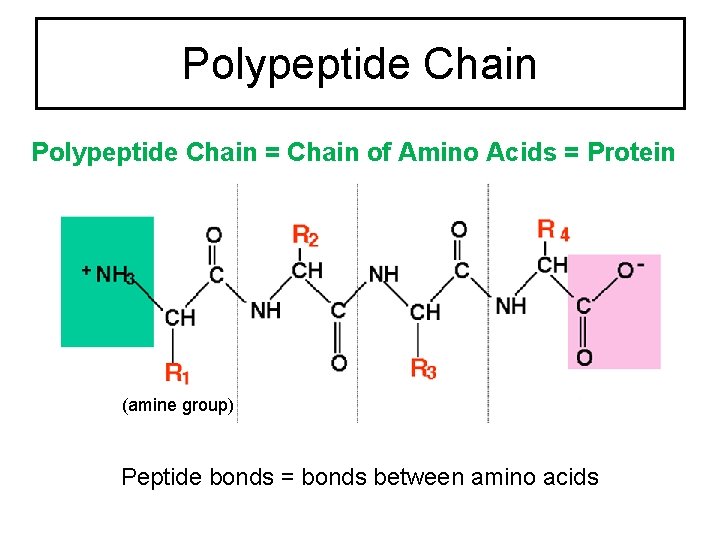 Polypeptide Chain = Chain of Amino Acids = Protein (amine group) Peptide bonds =