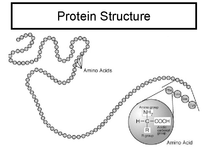 Protein Structure 