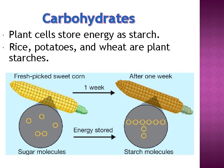 Carbohydrates Plant cells store energy as starch. Rice, potatoes, and wheat are plant starches.