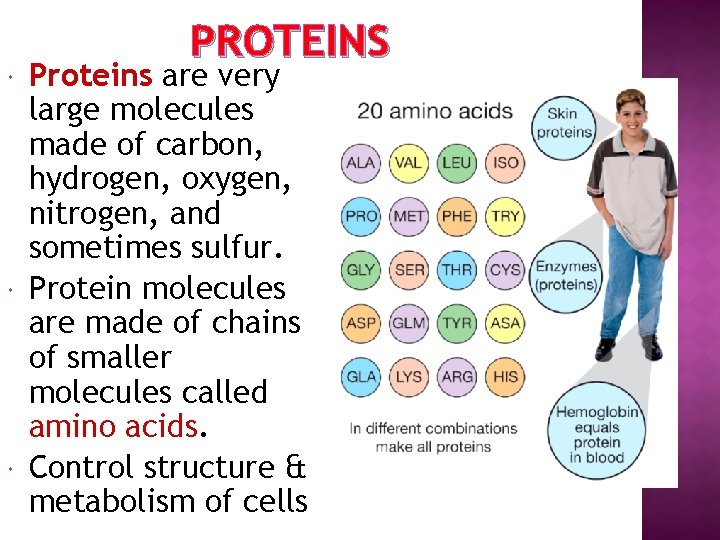  PROTEINS Proteins are very large molecules made of carbon, hydrogen, oxygen, nitrogen, and