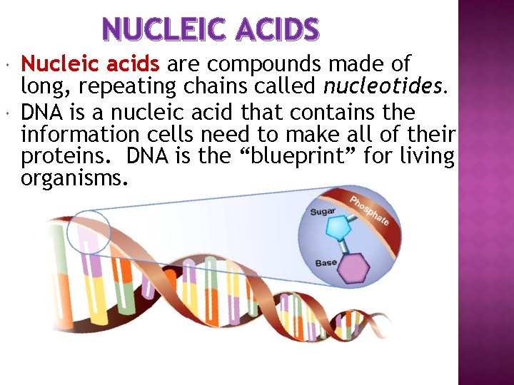 NUCLEIC ACIDS Nucleic acids are compounds made of long, repeating chains called nucleotides. DNA