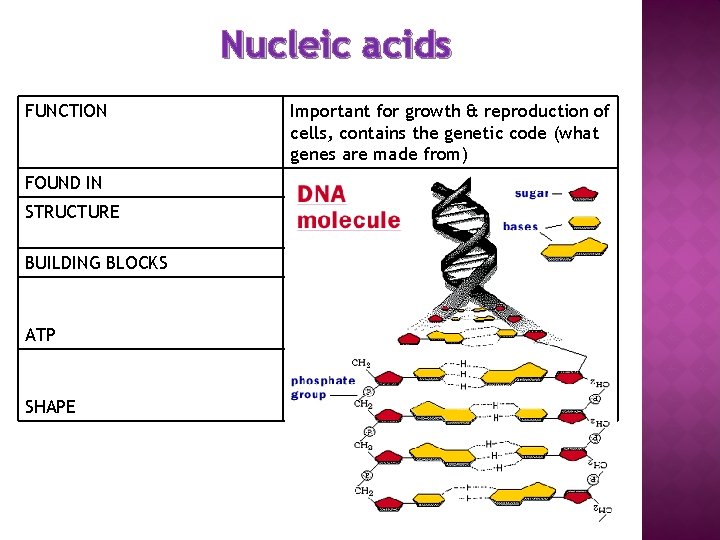 Nucleic acids FUNCTION Important for growth & reproduction of cells, contains the genetic code