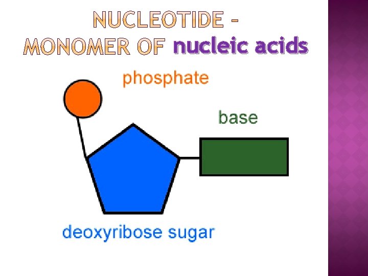 nucleic acids 
