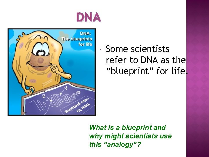DNA Some scientists refer to DNA as the “blueprint” for life. What is a