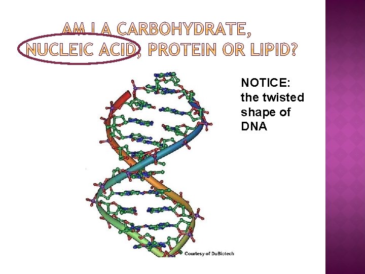 NOTICE: the twisted shape of DNA 