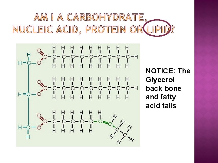 NOTICE: The Glycerol back bone and fatty acid tails 