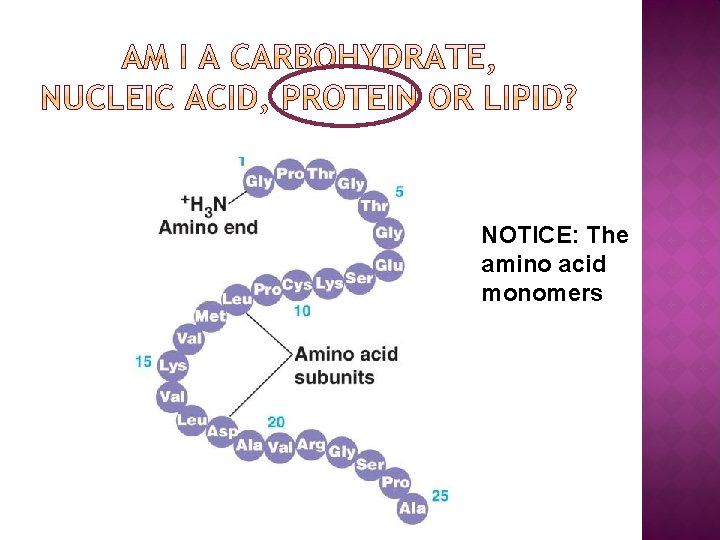NOTICE: The amino acid monomers 