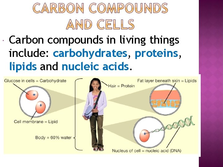  Carbon compounds in living things include: carbohydrates, proteins, lipids and nucleic acids. 
