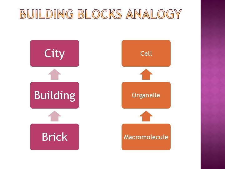 City Cell Building Organelle Brick Macromolecule 