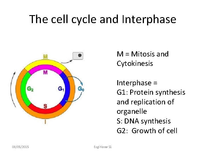 The cell cycle and Interphase M = Mitosis and Cytokinesis Interphase = G 1: