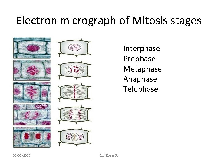 Electron micrograph of Mitosis stages Interphase Prophase Metaphase Anaphase Telophase 08/05/2015 Ezgi Kosar S