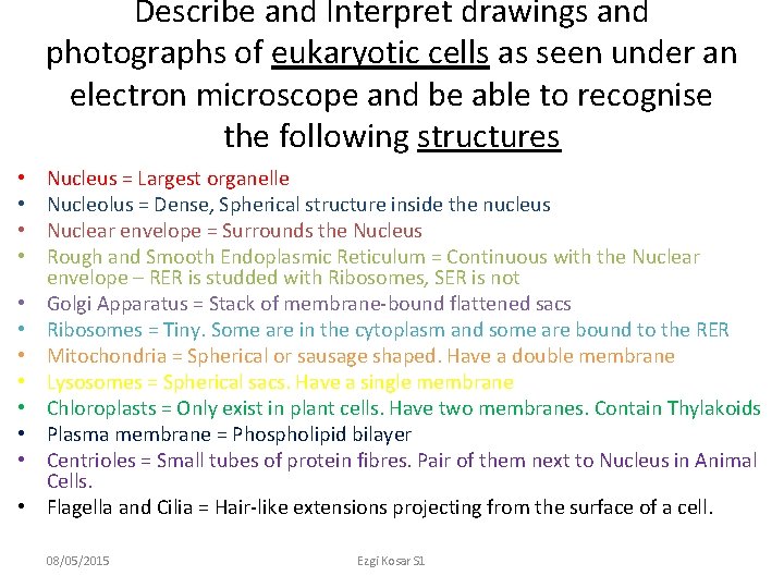 Describe and Interpret drawings and photographs of eukaryotic cells as seen under an electron