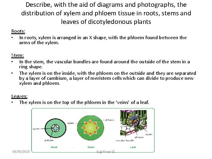 Describe, with the aid of diagrams and photographs, the distribution of xylem and phloem