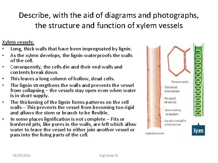 Describe, with the aid of diagrams and photographs, the structure and function of xylem