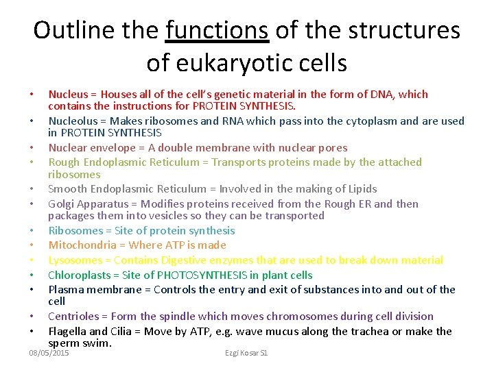 Outline the functions of the structures of eukaryotic cells • • • • Nucleus