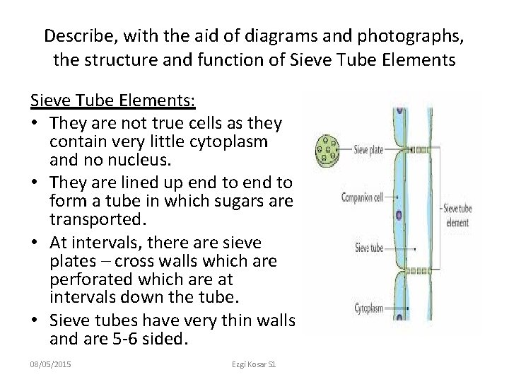 Describe, with the aid of diagrams and photographs, the structure and function of Sieve