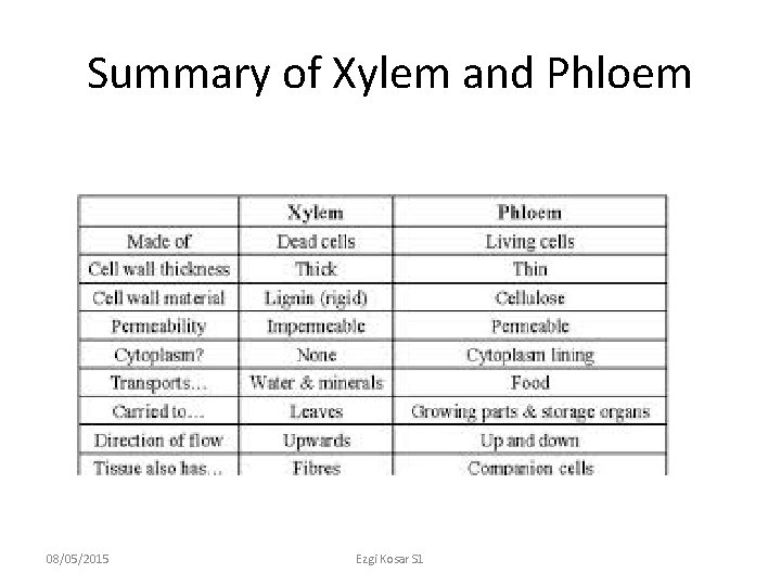 Summary of Xylem and Phloem 08/05/2015 Ezgi Kosar S 1 