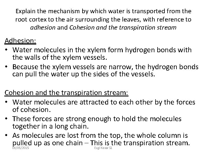 Explain the mechanism by which water is transported from the root cortex to the