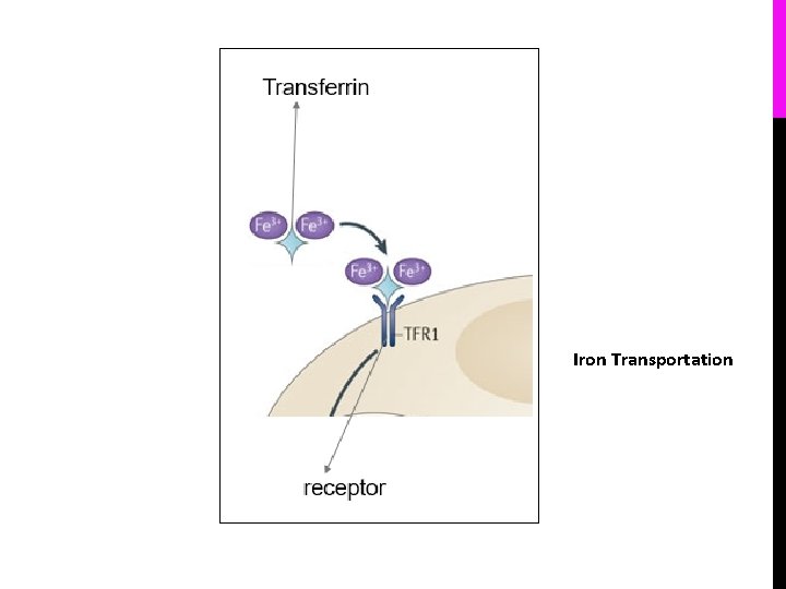 Iron Transportation 