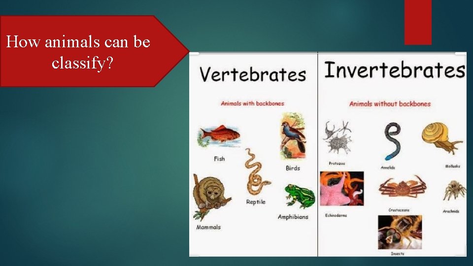 How animals can be classify? 
