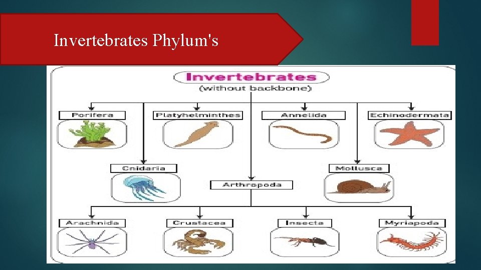 Invertebrates Phylum's 