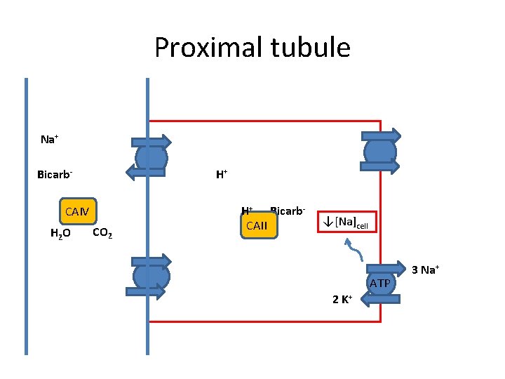 Proximal tubule Na+ Bicarb- H+ CAIV H 2 O CO 2 H+ Bicarb. CAII