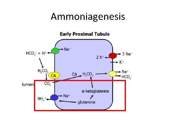 Ammoniagenesis 