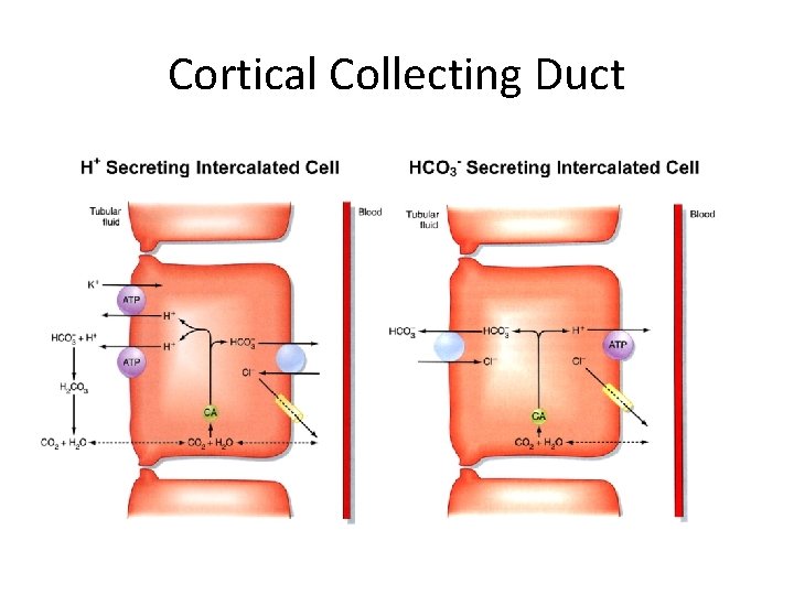 Cortical Collecting Duct 