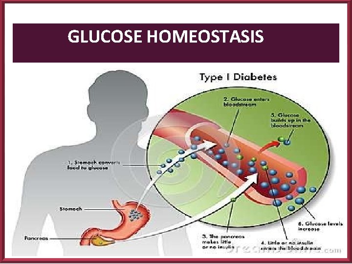 GLUCOSE HOMEOSTASIS 