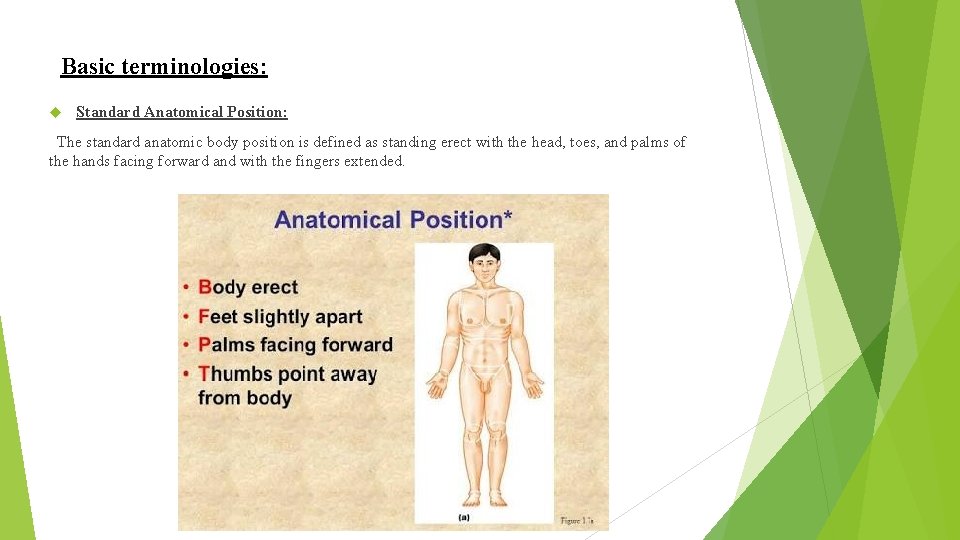 Basic terminologies: Standard Anatomical Position: The standard anatomic body position is defined as standing