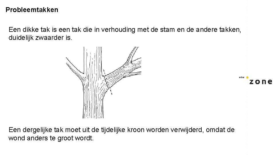 Probleemtakken Een dikke tak is een tak die in verhouding met de stam en