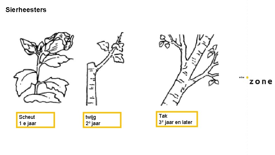 Sierheesters Scheut 1 e jaar twijg 2 e jaar Tak 3 e jaar en