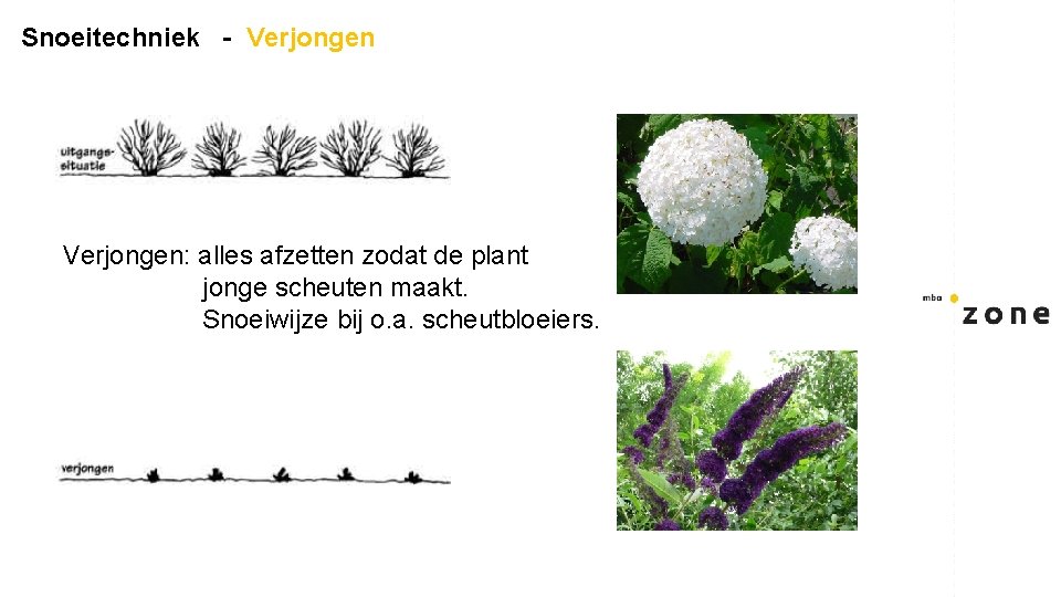 Snoeitechniek - Verjongen: alles afzetten zodat de plant jonge scheuten maakt. Snoeiwijze bij o.