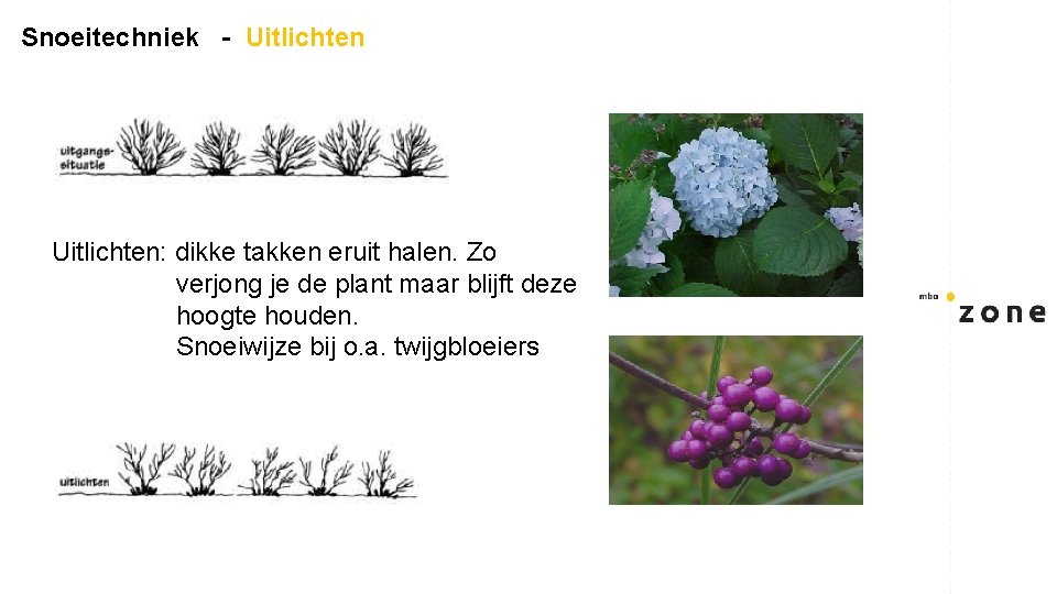 Snoeitechniek - Uitlichten: dikke takken eruit halen. Zo verjong je de plant maar blijft