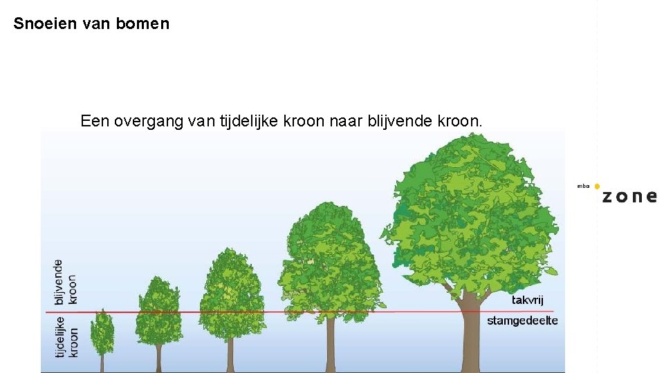 Snoeien van bomen Een overgang van tijdelijke kroon naar blijvende kroon. 