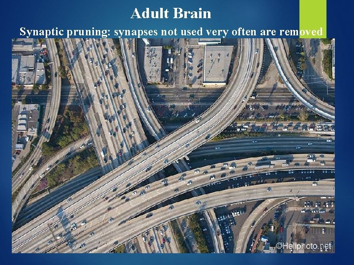 Adult Brain Synaptic pruning: synapses not used very often are removed 