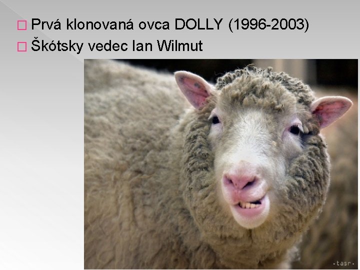 � Prvá klonovaná ovca DOLLY (1996 -2003) � Škótsky vedec Ian Wilmut 