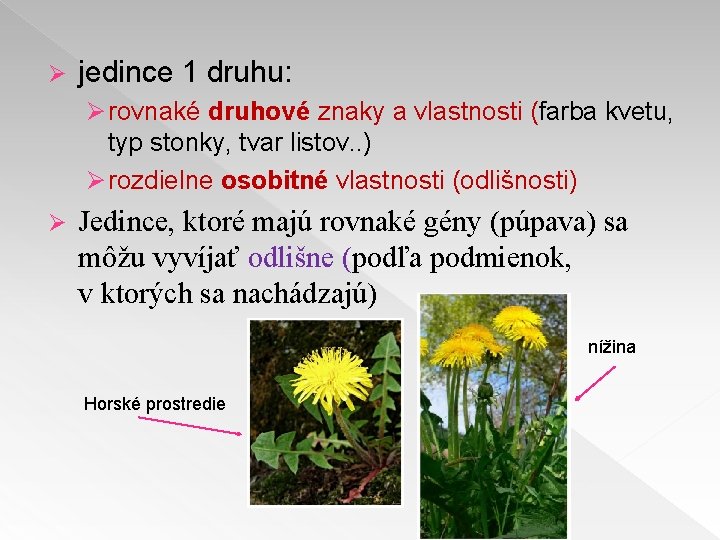 Ø jedince 1 druhu: Ø rovnaké druhové znaky a vlastnosti (farba kvetu, typ stonky,