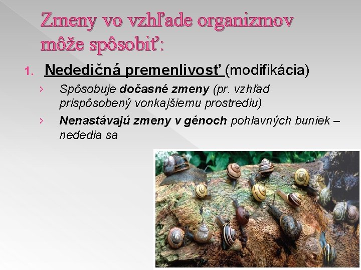 Zmeny vo vzhľade organizmov môže spôsobiť: Nededičná premenlivosť (modifikácia) 1. › › Spôsobuje dočasné