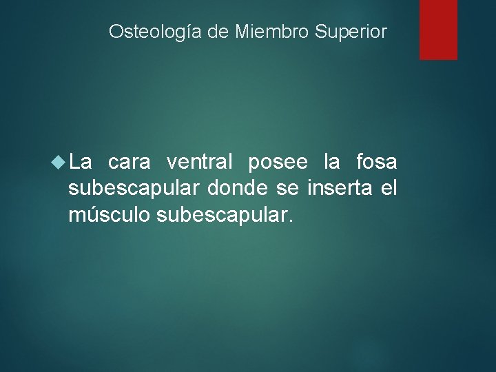 Osteología de Miembro Superior La cara ventral posee la fosa subescapular donde se inserta