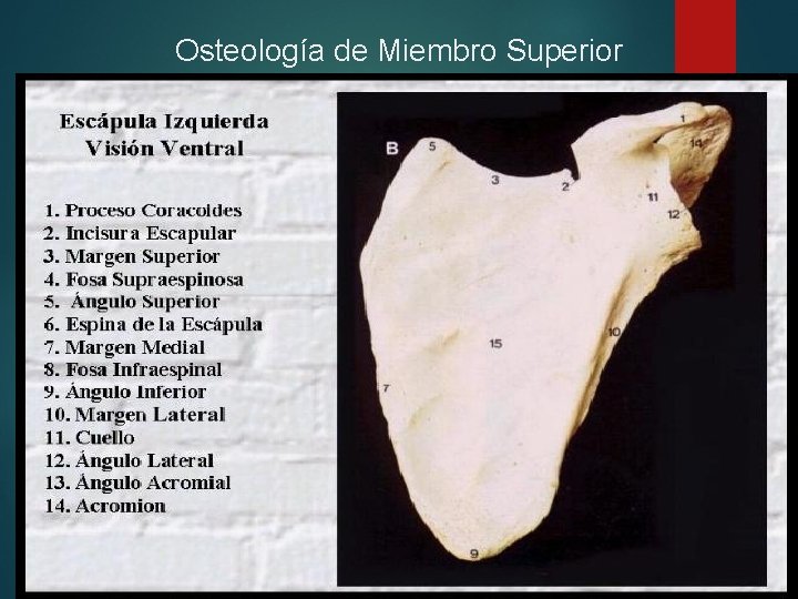 Osteología de Miembro Superior 