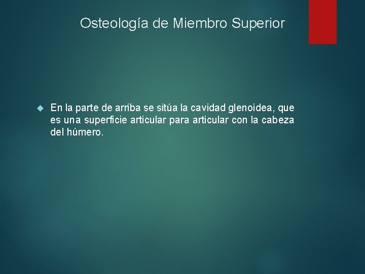 Osteología de Miembro Superior En la parte de arriba se sitúa la cavidad glenoidea,