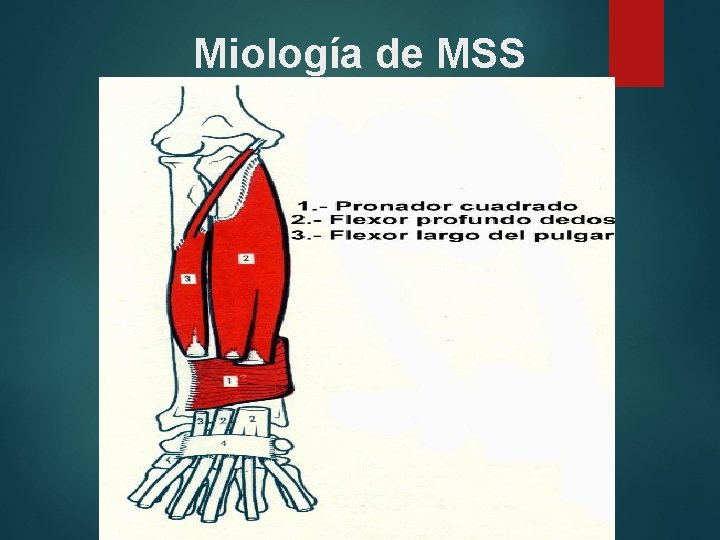 Miología de MSS 