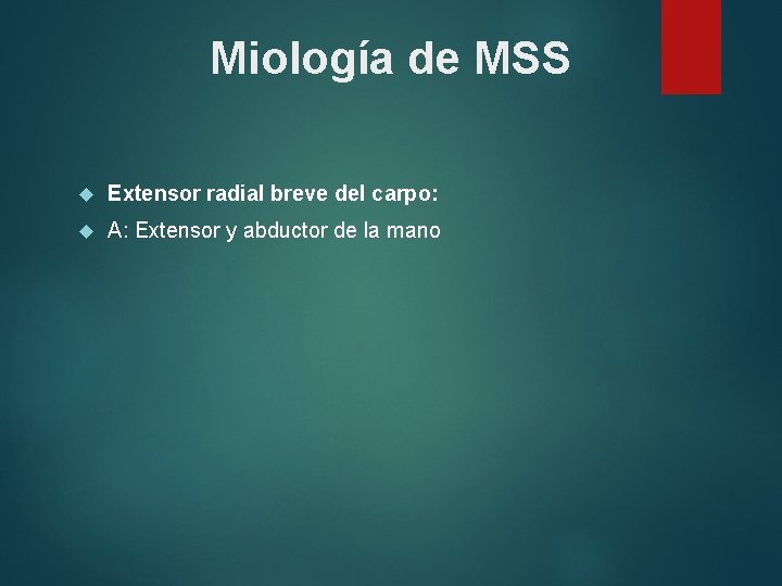 Miología de MSS Extensor radial breve del carpo: A: Extensor y abductor de la