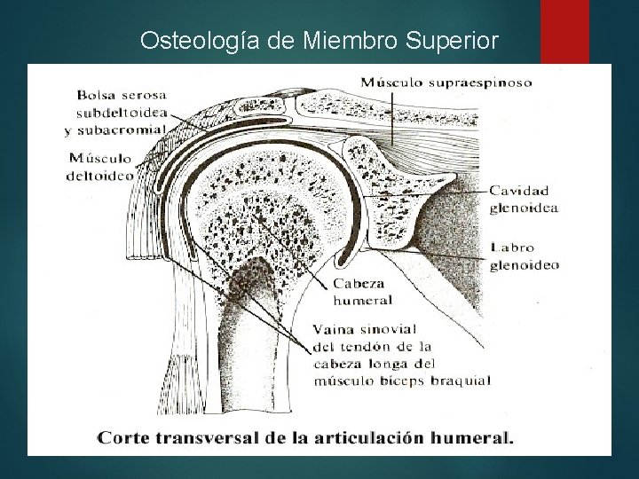 Osteología de Miembro Superior 