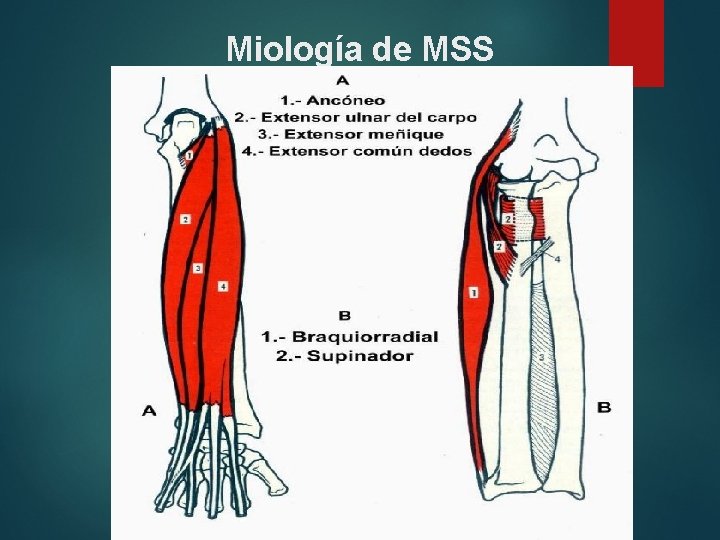 Miología de MSS 