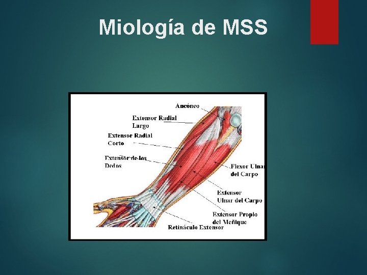 Miología de MSS 