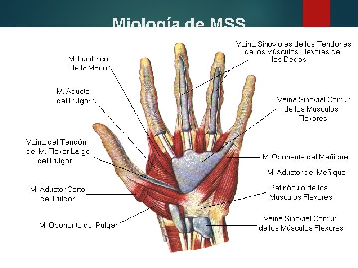 Miología de MSS 