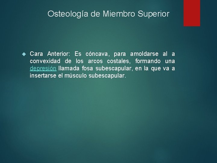 Osteología de Miembro Superior Cara Anterior: Es cóncava, para amoldarse al a convexidad de